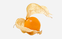 Physalis